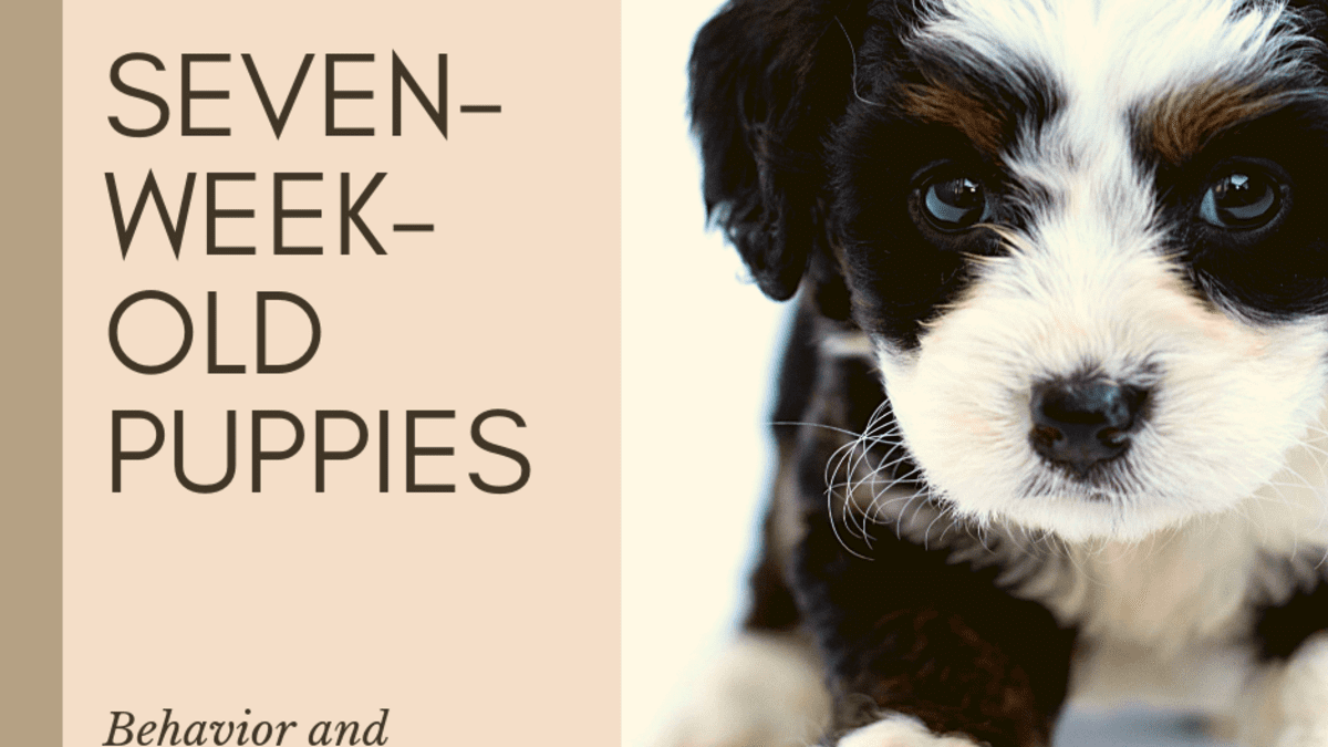 can a 9 weeks old puppy introduce to a dog