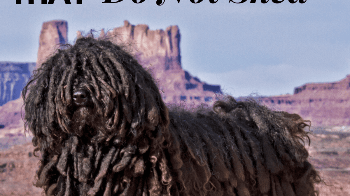 small protective dog breeds