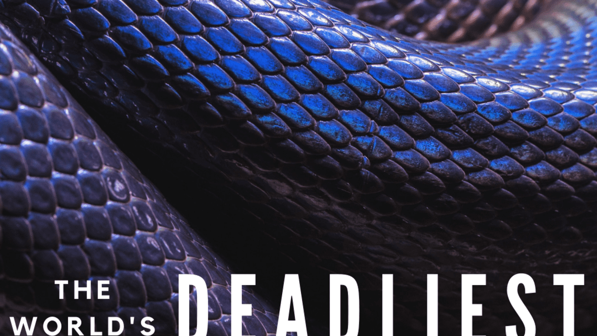 9 of the World's Deadliest Snakes