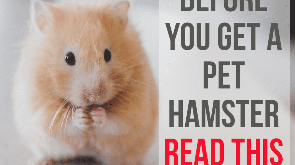 1200px x 675px - 5 Reasons Not to Get a Pet Hamster - PetHelpful