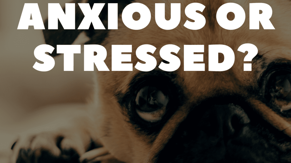 do dogs shed more when stressed