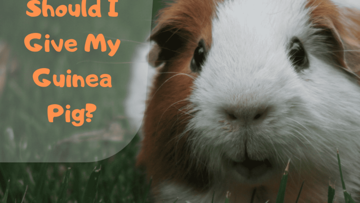 stuff for guinea pigs