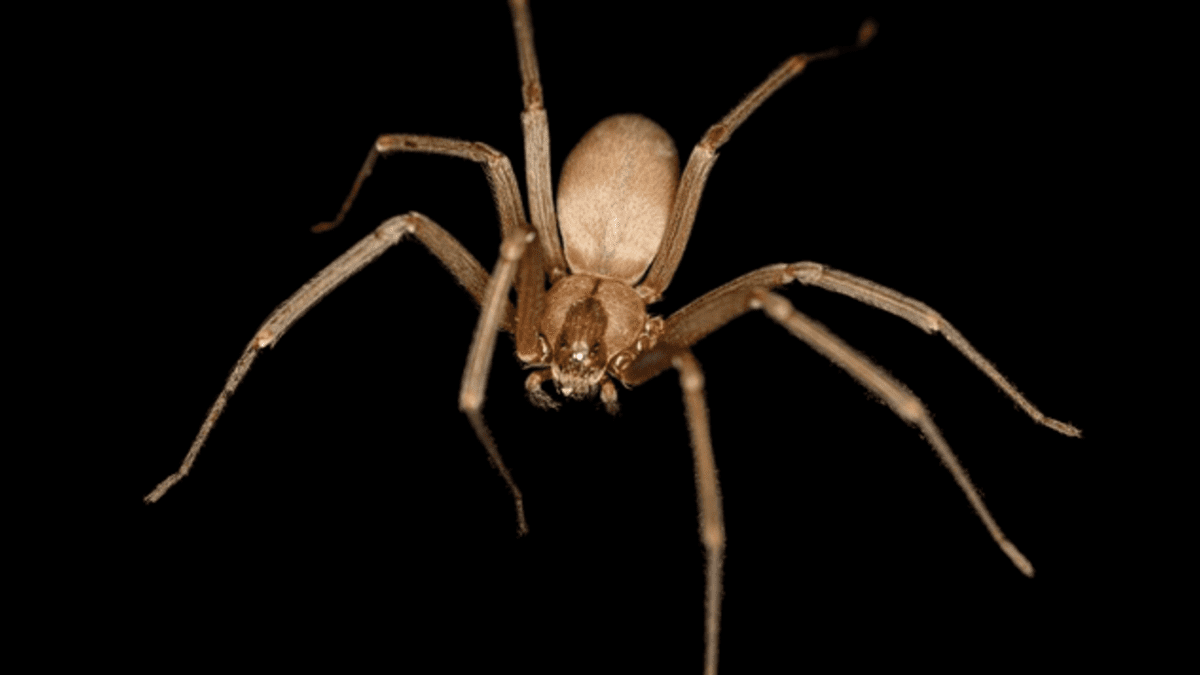 https://images.saymedia-content.com/.image/ar_16:9%2Cc_fill%2Ccs_srgb%2Cq_auto:eco%2Cw_1200/MTc0NjQwMDIxMjgwODYwMTUw/trap-brown-recluse-spiders-with-a-sticky-trap.png