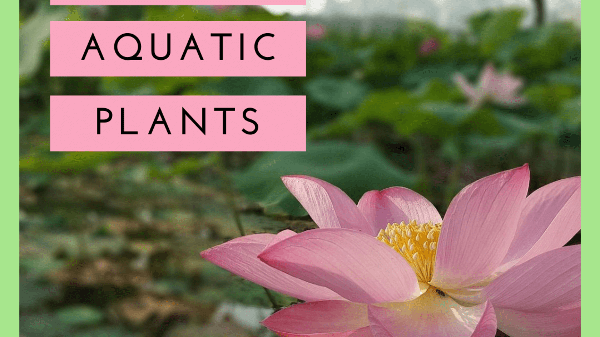 a guide to edible aquatic plants - dengarden
