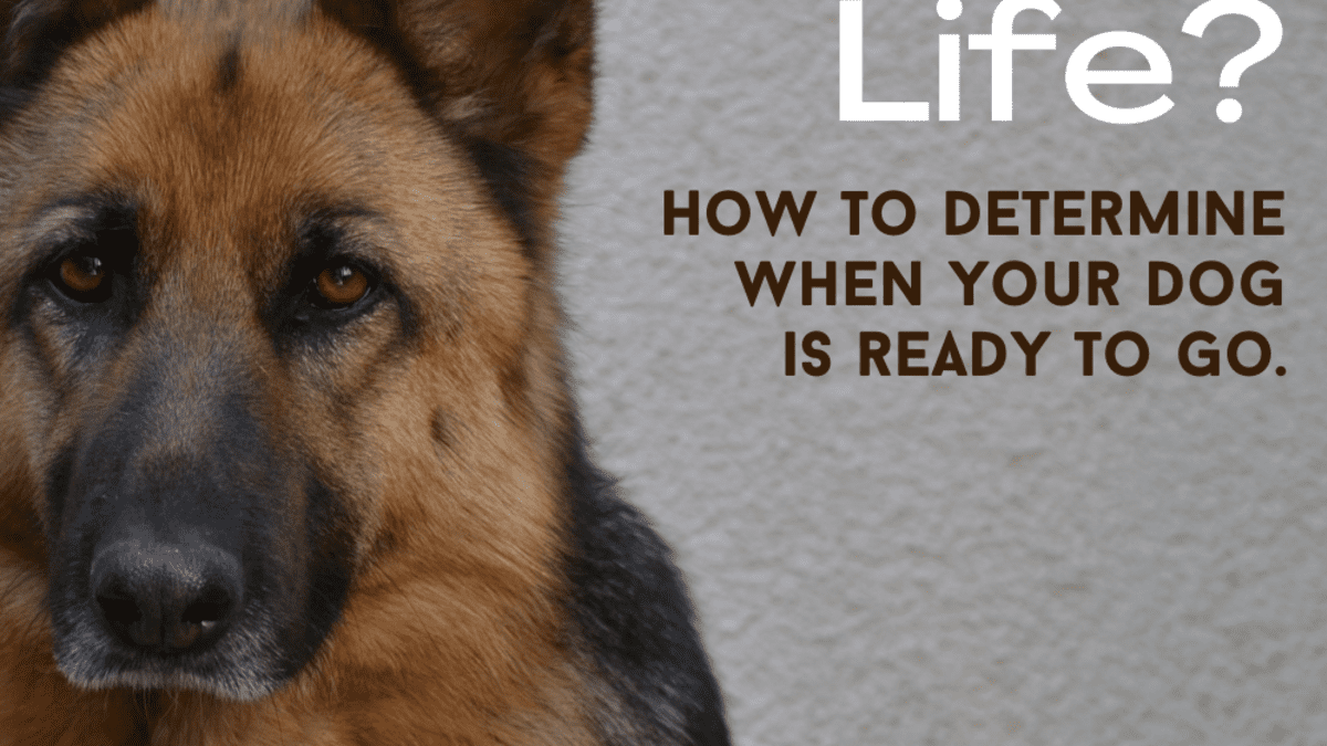 1200px x 675px - How to Determine a Dog's Quality of Life - PetHelpful