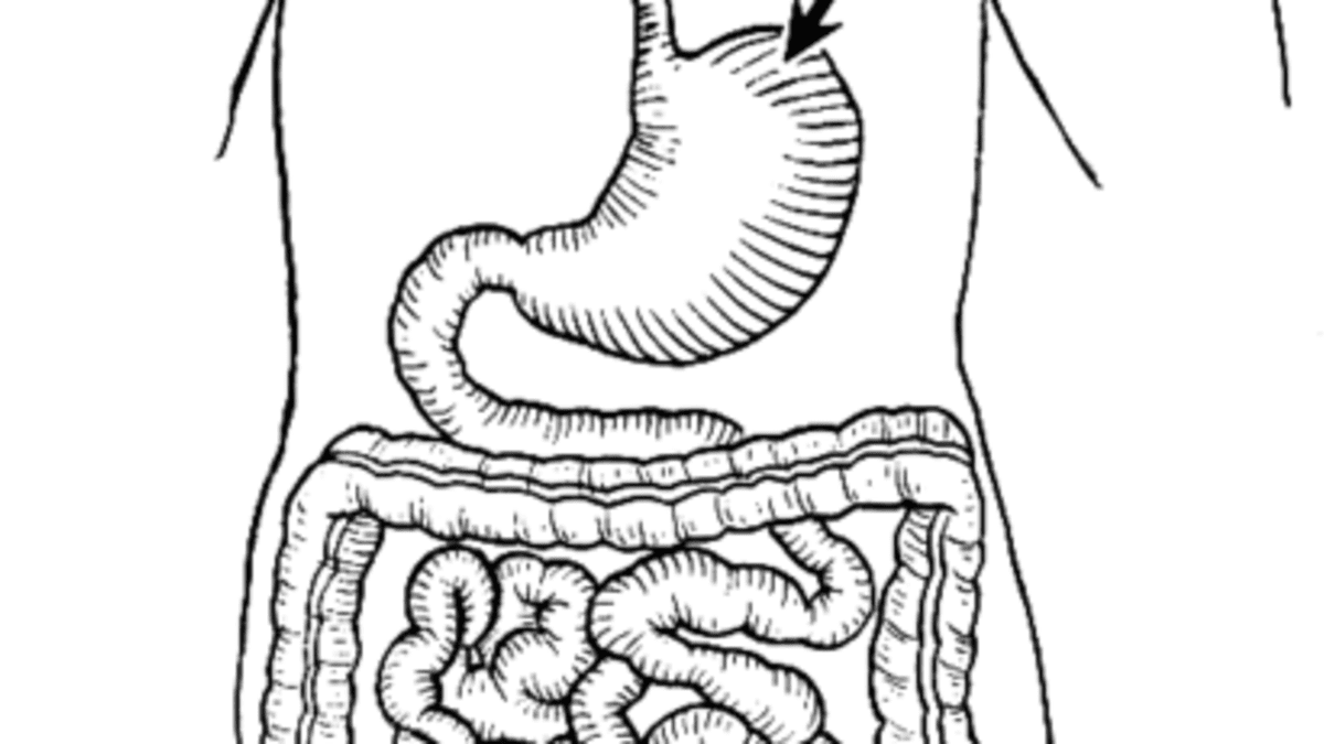 Digestive System for Kids (Diagram + Theory + Vocabulary)