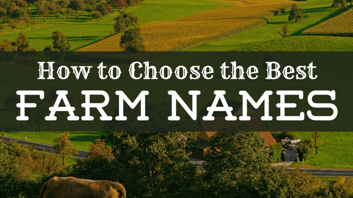 A Guide to Choosing the Best Farm Names - ToughNickel