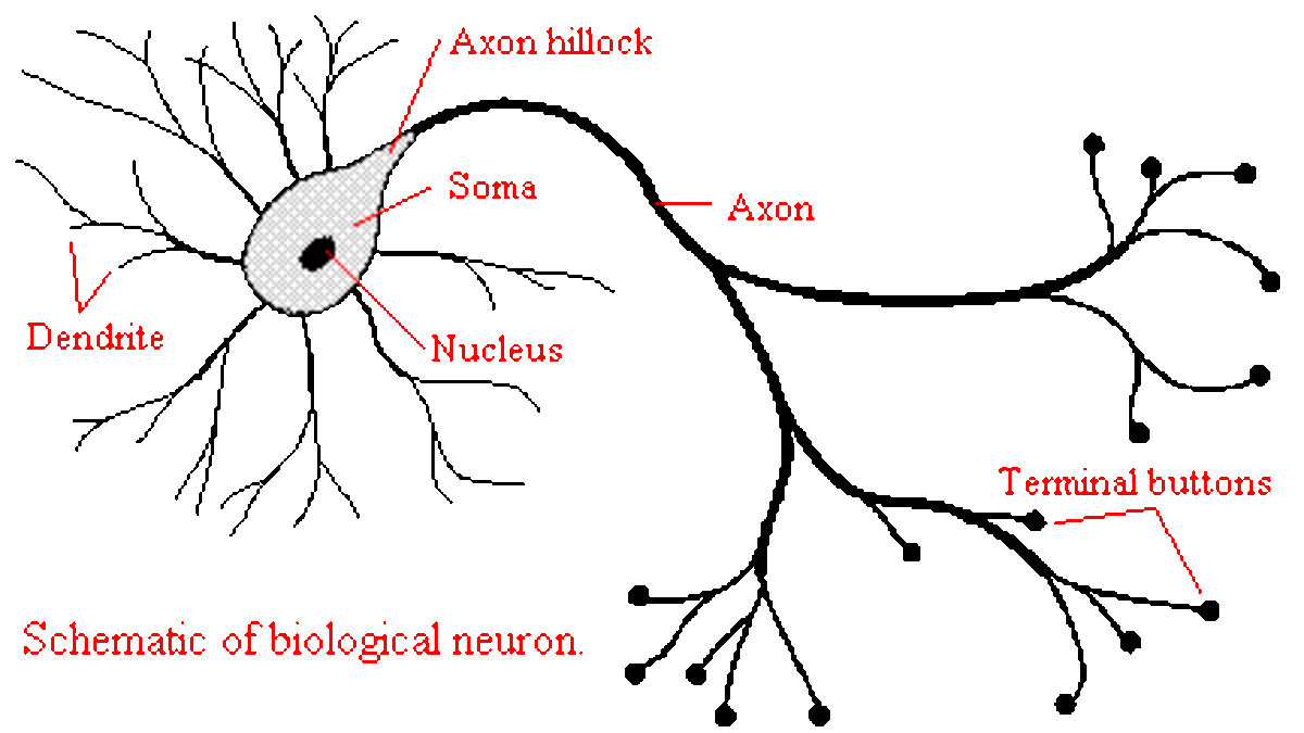 biological neural network