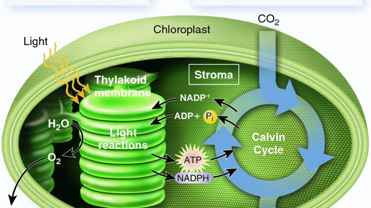 What is Photosynthesis: Light Reaction, Dark Reaction, and Significance -  HubPages