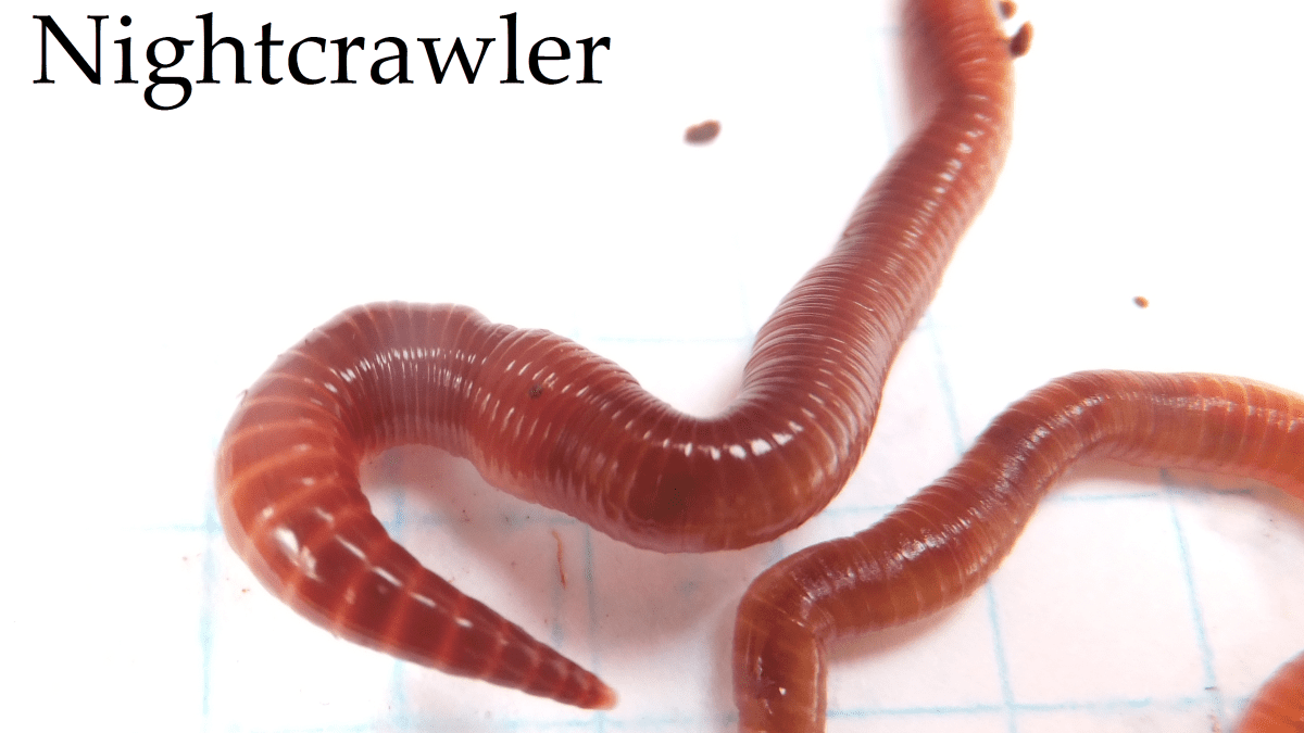 Buy Nightcrawlers For Your Hungry Critter Today, 45% OFF