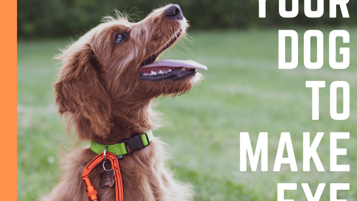 Why Do Some Dogs Make Eye Contact
