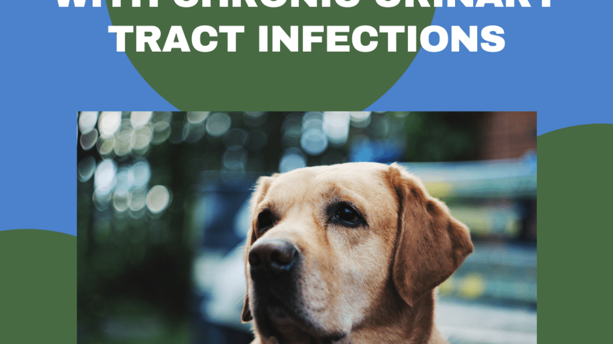what causes a bladder infection in dogs