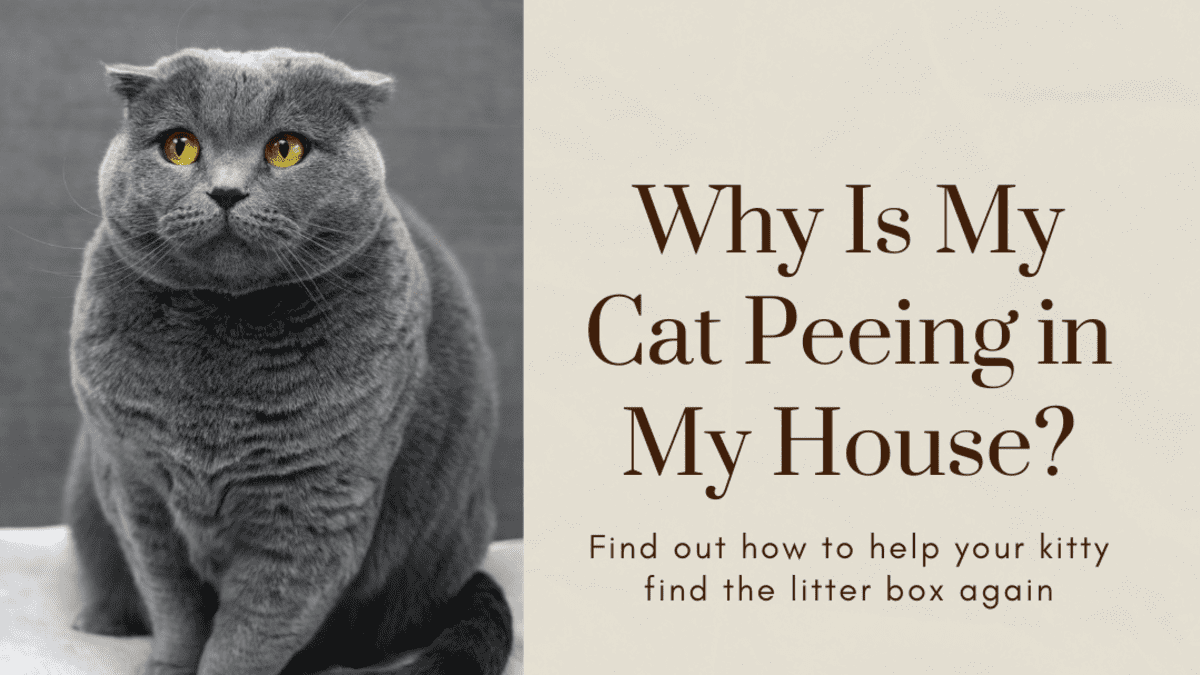 indoor cat peeing everywhere