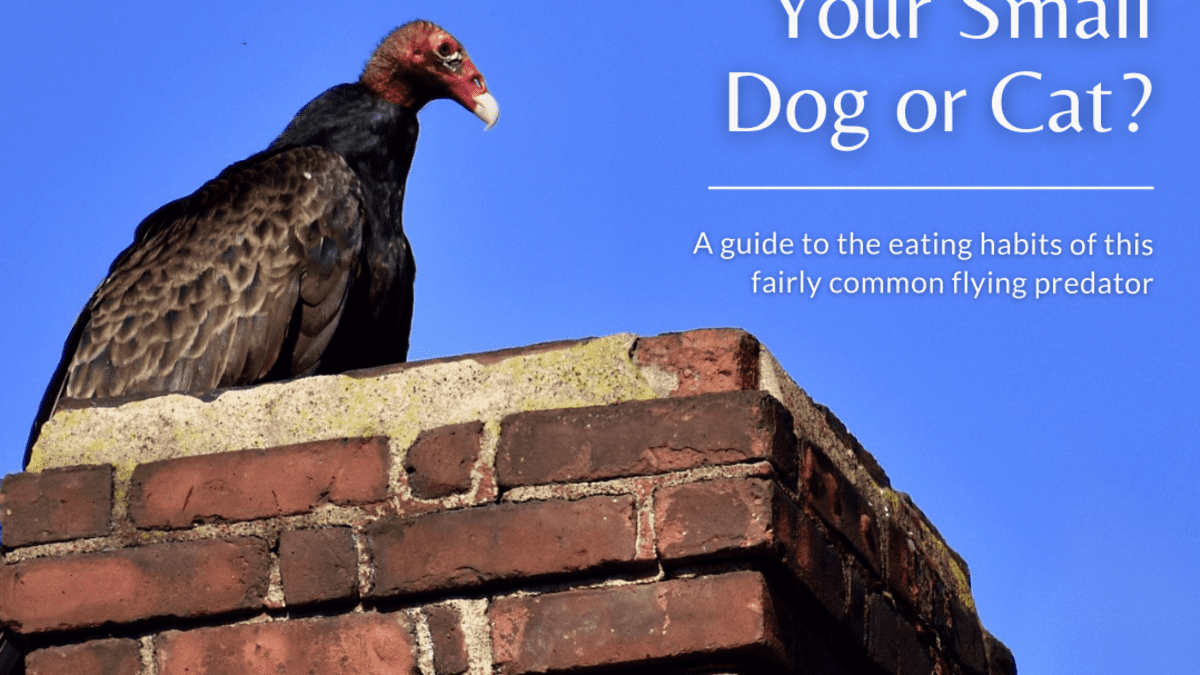 Will a Turkey Vulture Attack My Small Cat or Dog? - PetHelpful