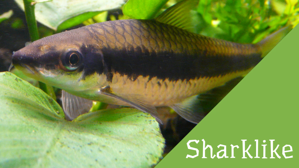 stripe white black freshwater fish