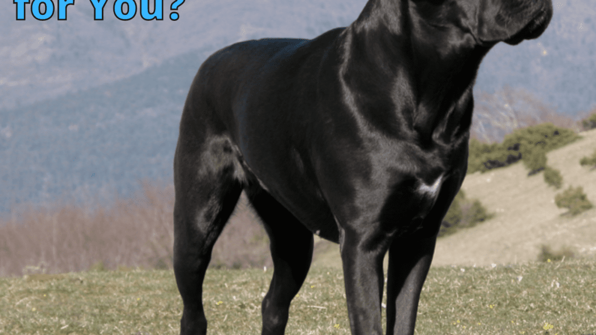 how much should a 9 month old cane corso weigh