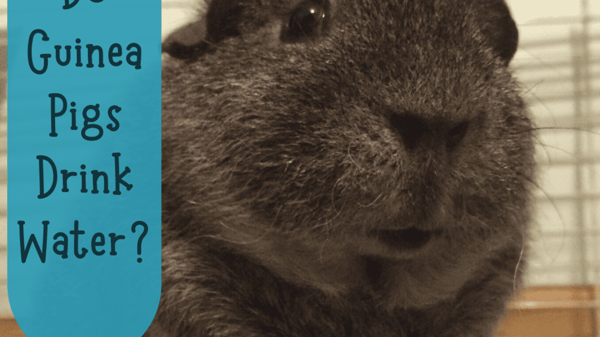 Why Isn't My Guinea Pig Drinking Water? - PetHelpful