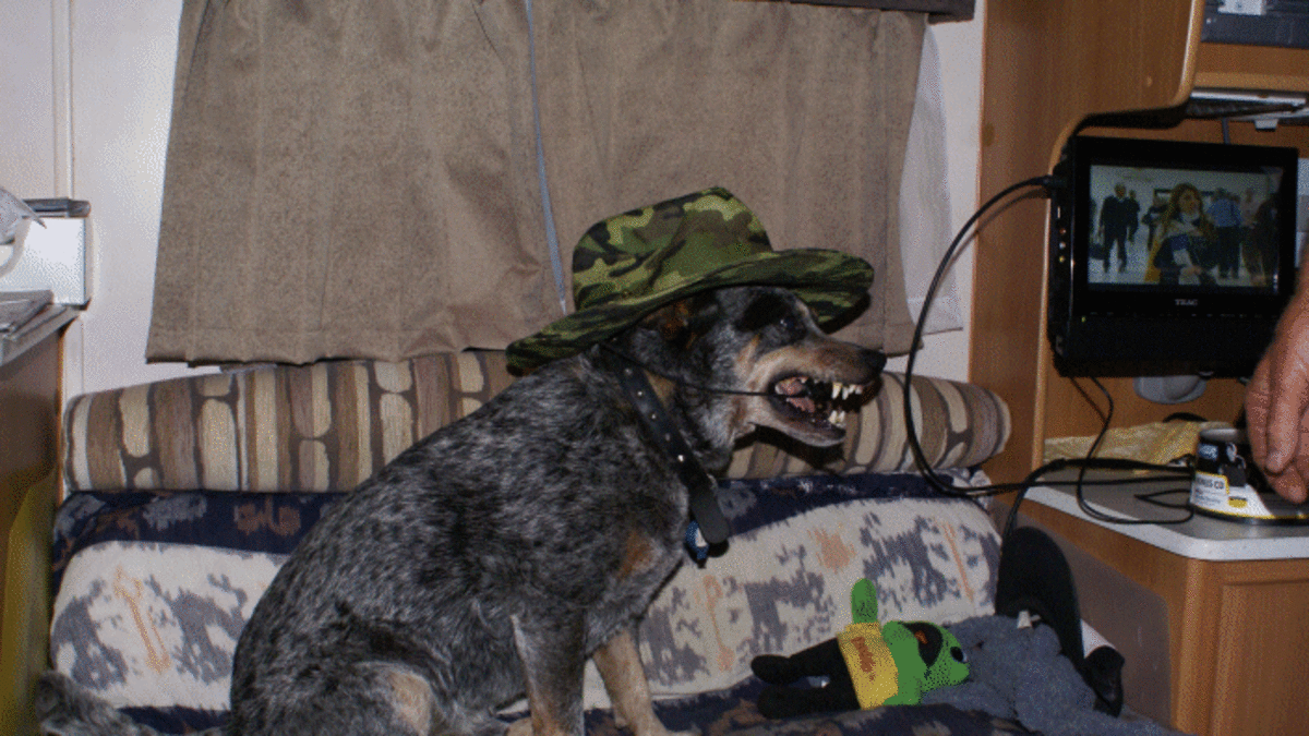 Blue Heelers Dogs With An Aggressive Yet Loyal Temperament Pethelpful