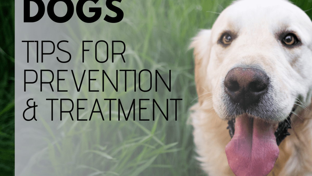 Intestinal Worms in Dogs: Symptoms and Treatment - PetHelpful