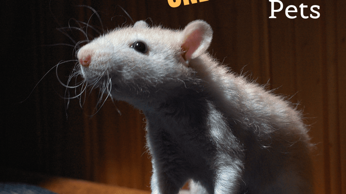 Why Rats Are the World's Smartest and Most Underrated Pets - PetHelpful