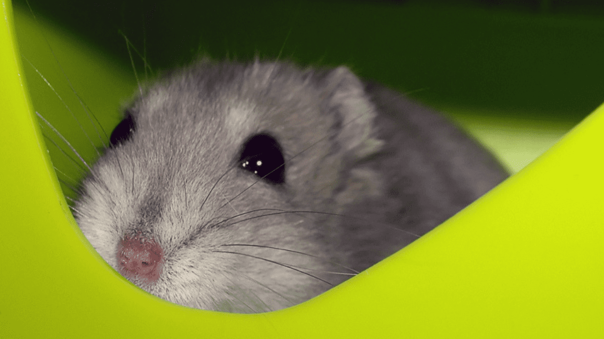 litter train hamster