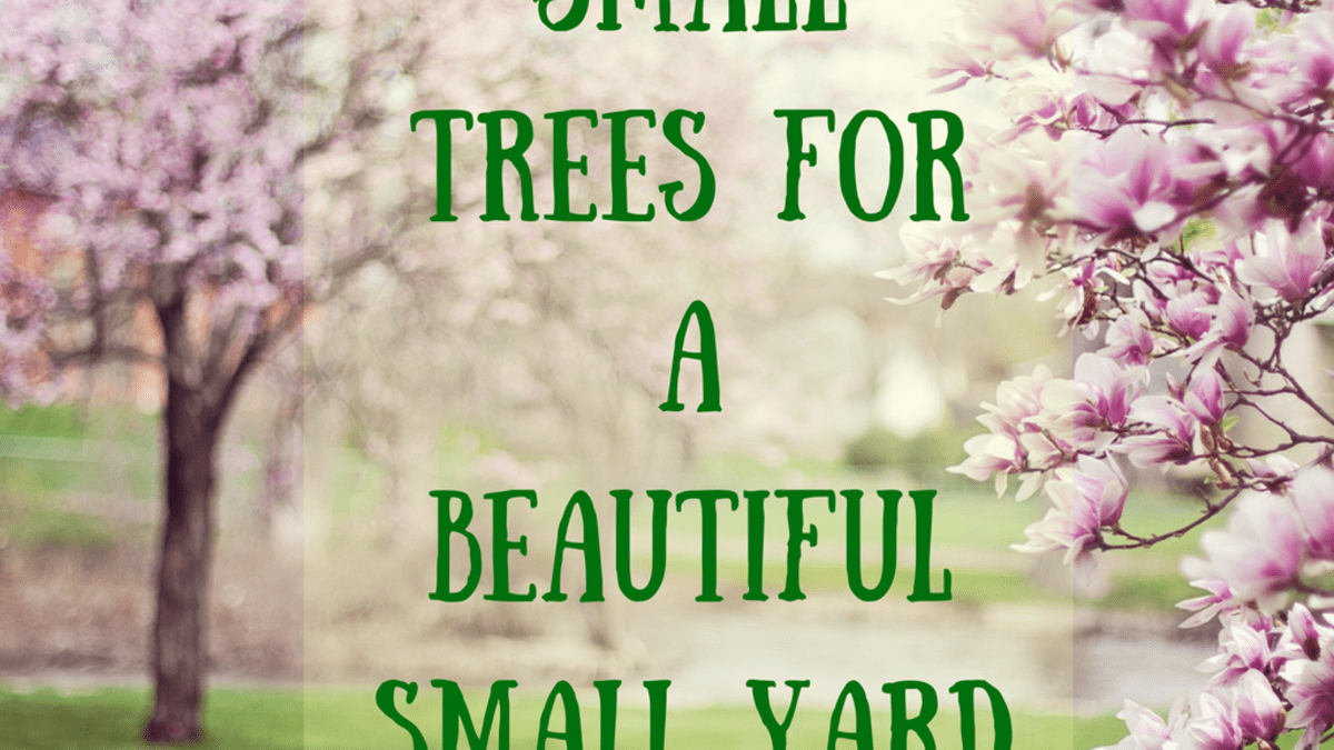 39 Small Trees Under 30 Feet For A, Small Flowering Landscape Trees