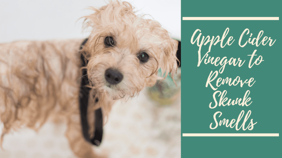 Remove Skunk Smells From Your Dog With Apple Cider Vinegar Pethelpful