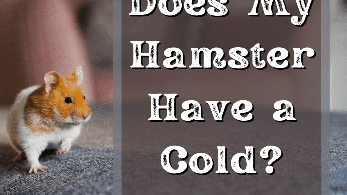 Why Is My Hamster Sneezing? Signs of the Common Cold in a Hamster -  PetHelpful