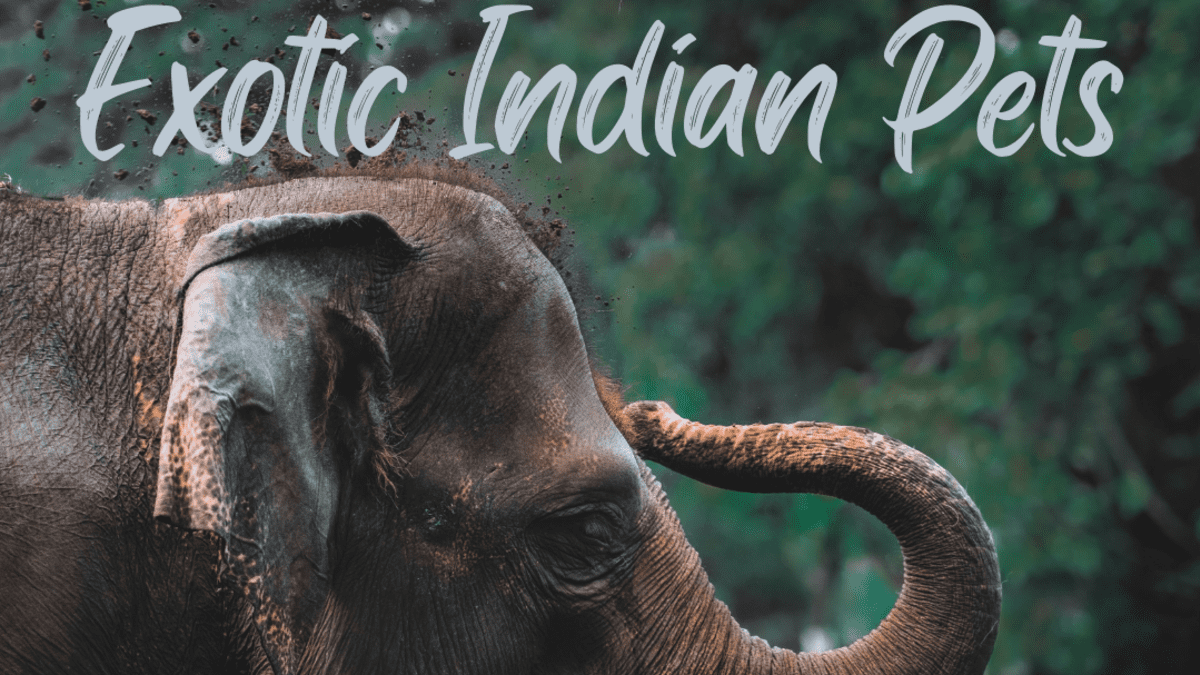 11 Most Dangerous Wild and Exotic Indian Pets - PetHelpful