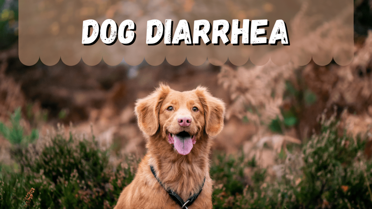 does apples help dog diarrhea