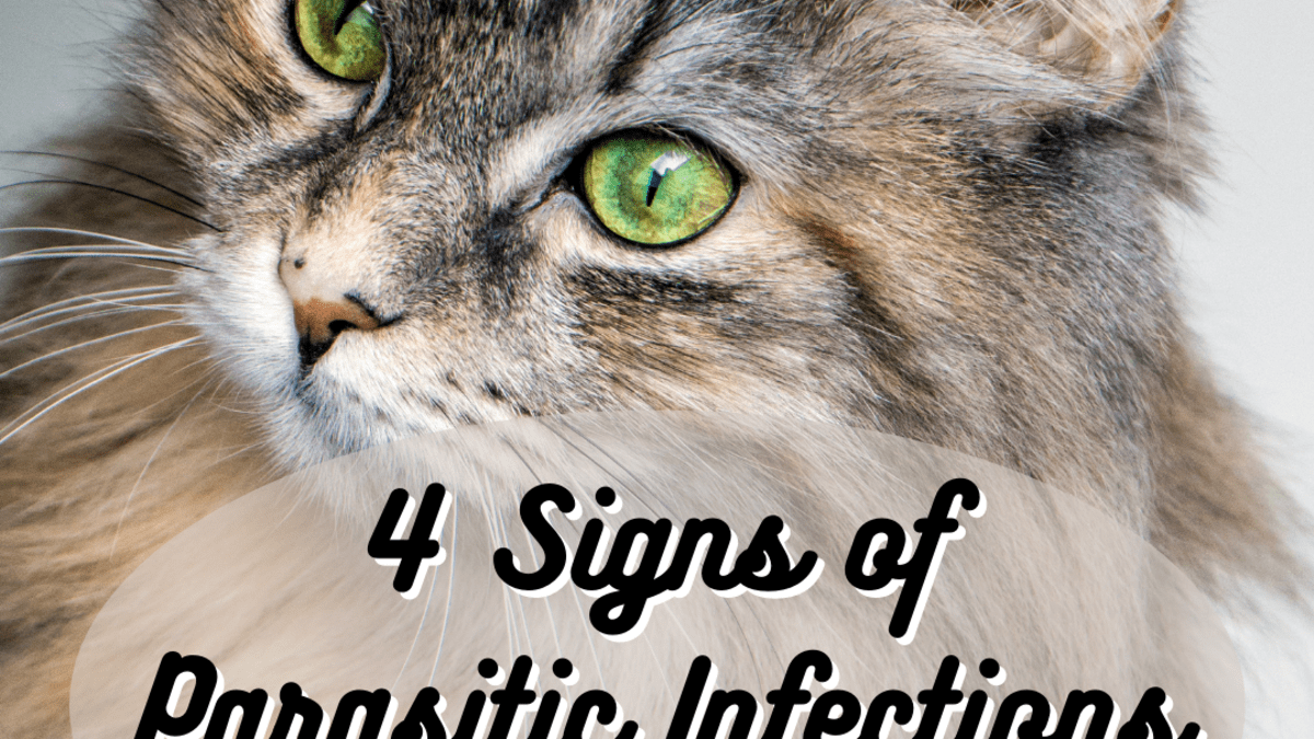 4 Signs of Parasite Infections in Cats - PetHelpful