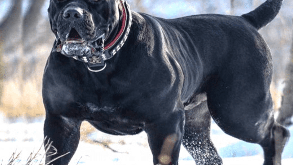 21 Dog Breeds Not Suitable For First-Time Owners - HubPages