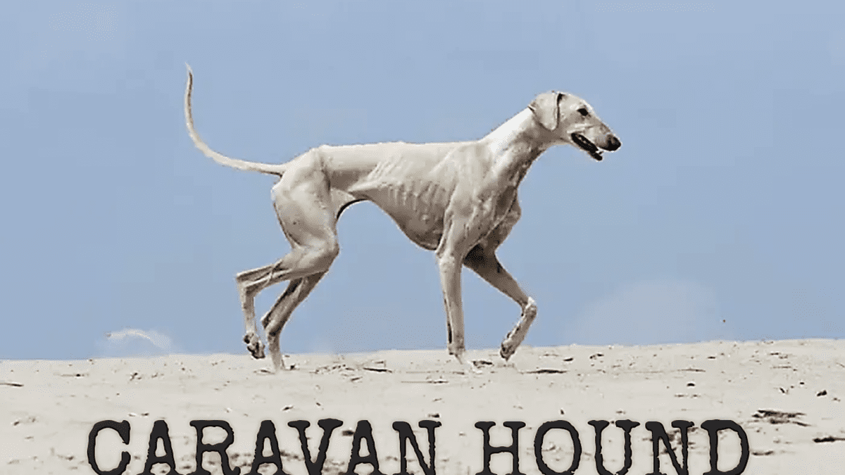 Caravan Hound or Karwanis, Dog Breed Information, Facts