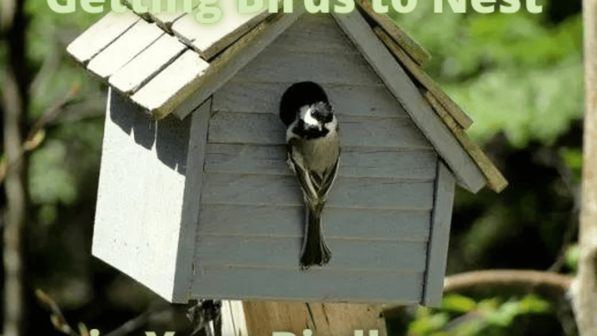 1 CEDAR Chickadee Bird House Easy to Open and Clean 