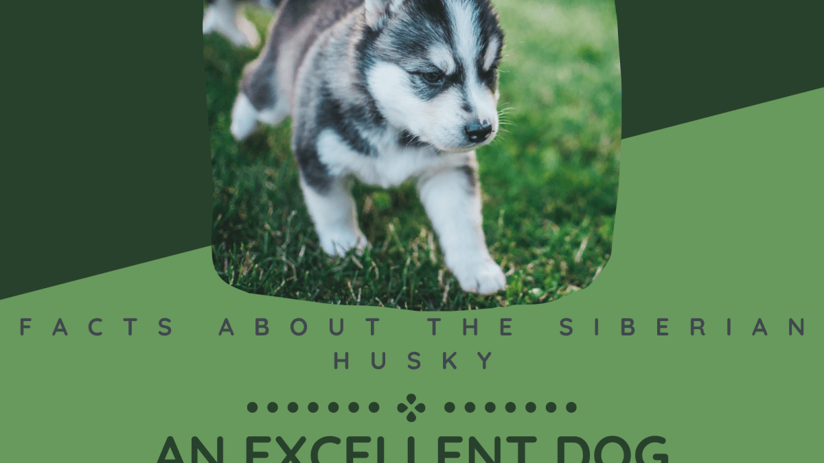 can a alaskan and a siberian husky cohabitate