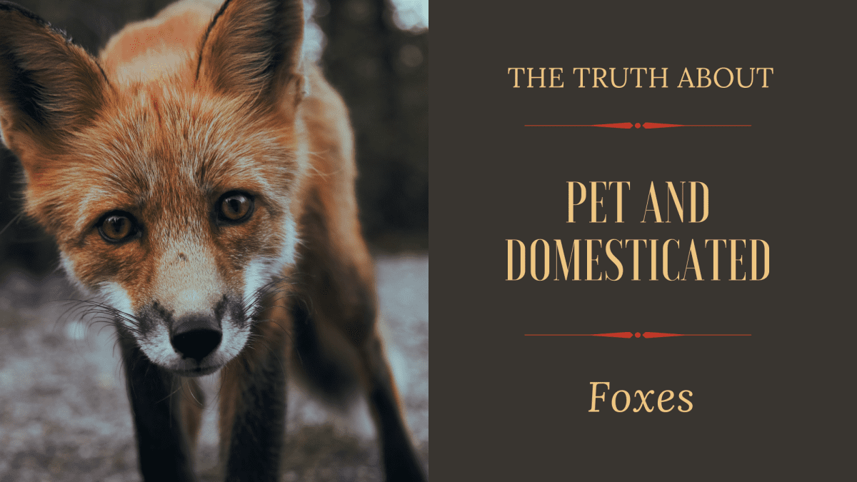 The Truth About Pet and Domesticated Foxes - PetHelpful