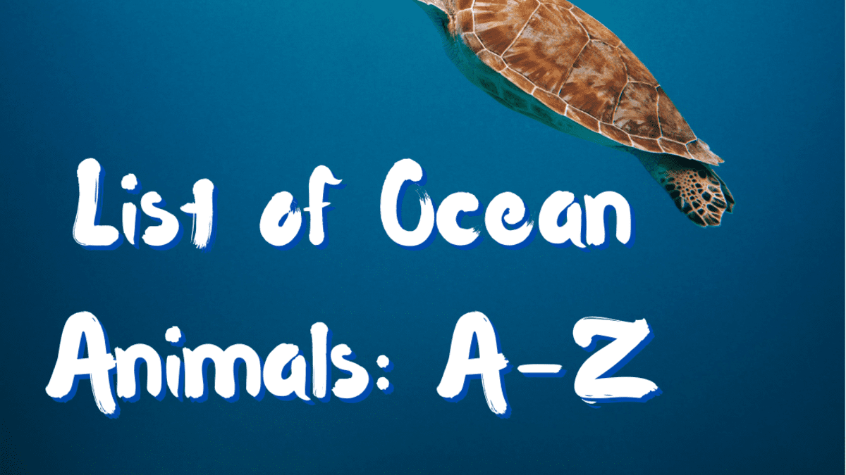 List of Ocean Animals: A Through Z - Owlcation