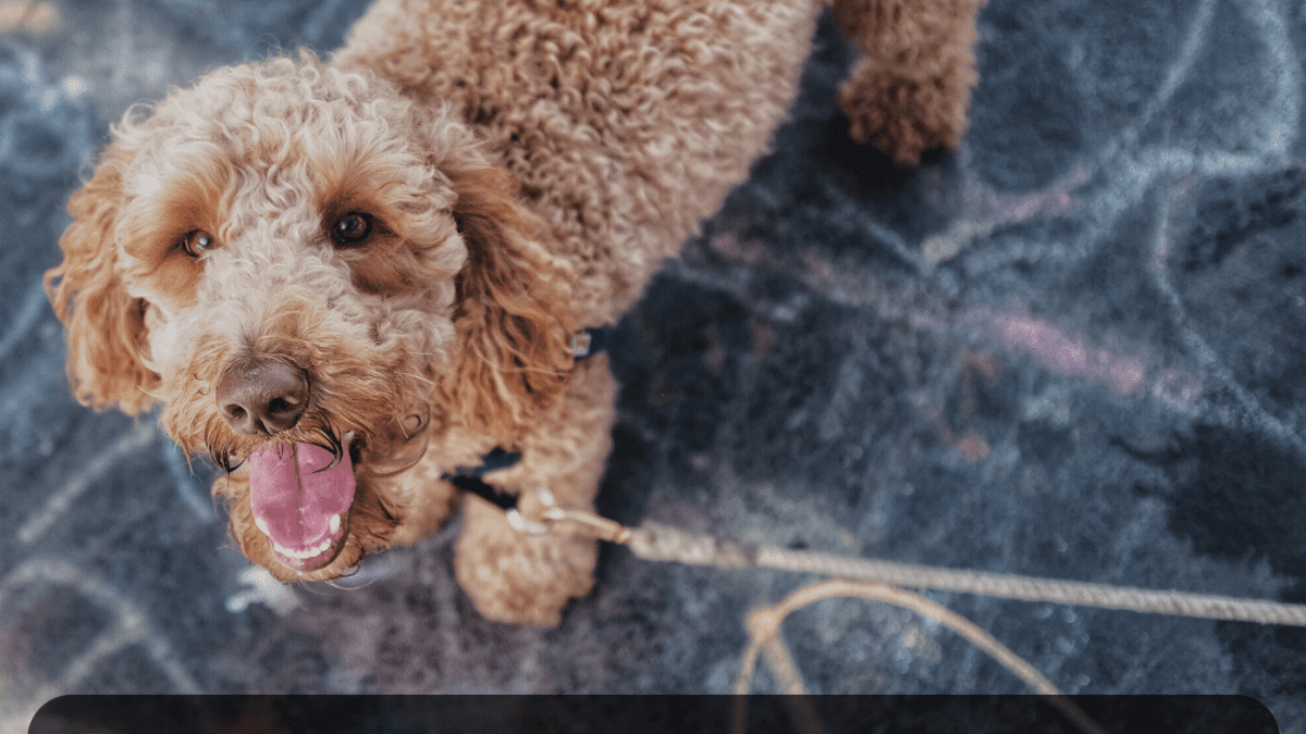 Pros And Cons Of Cockapoos Shepadoodles Labradoodles And Other Poodle Hybrids Pethelpful