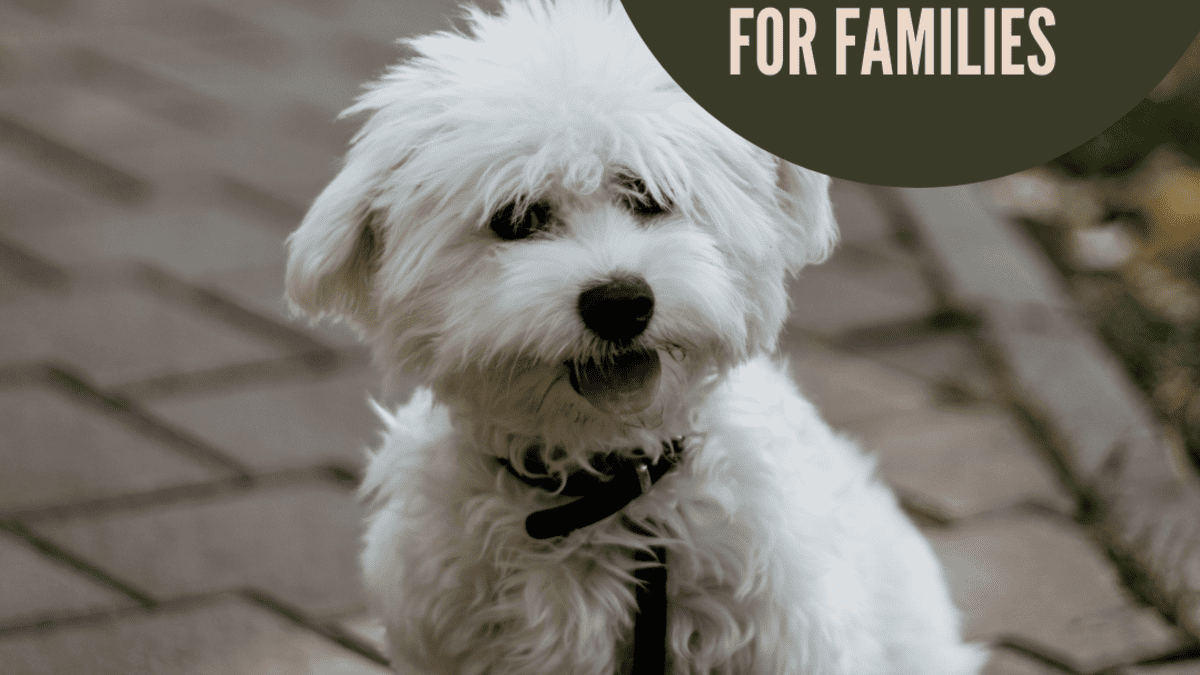 7 Small Dog Breeds That Are Great for Families (and a Few That Aren't) -  PetHelpful
