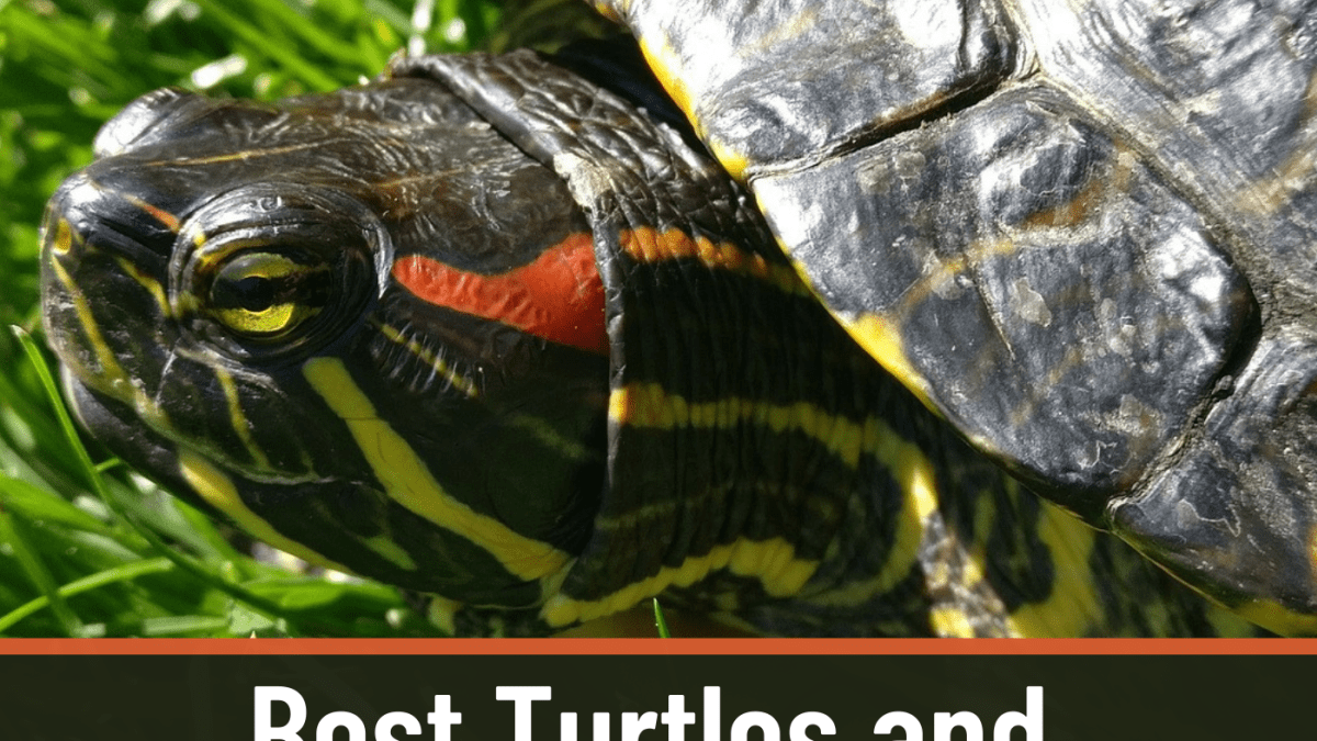 Best Beginner Pet Turtles and Tortoises - PetHelpful
