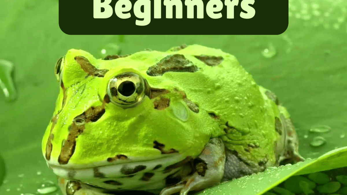 7 Best Pet Frogs for Beginners - PetHelpful