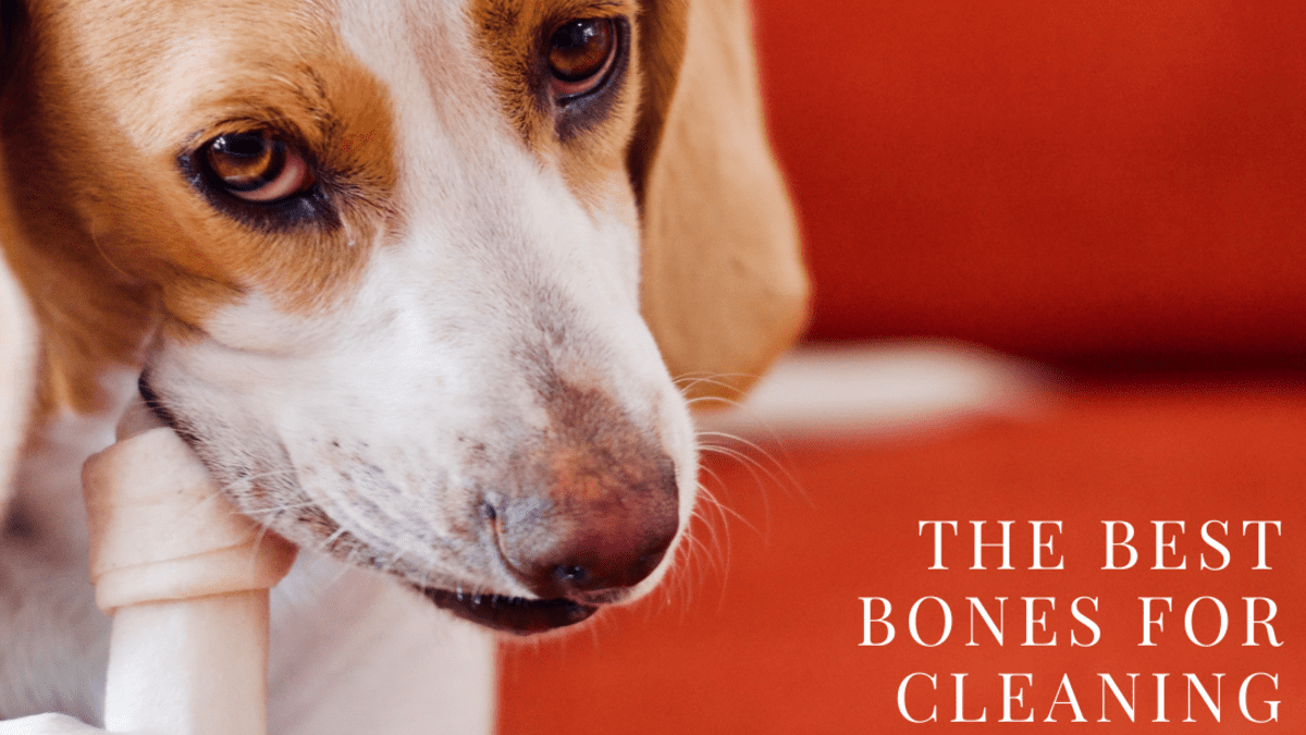 bones good for dogs teeth