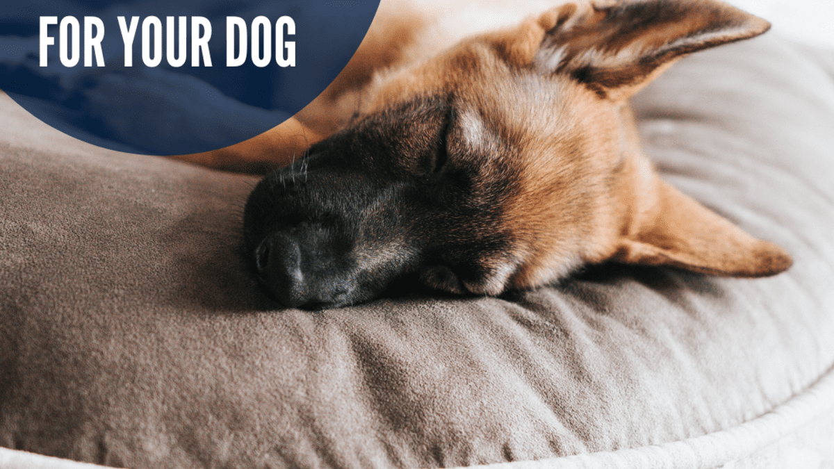 how do i choose the best dog bed