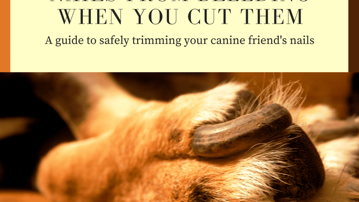 How to Prevent Dogs' Nails From Bleeding When You Cut Them - PetHelpful
