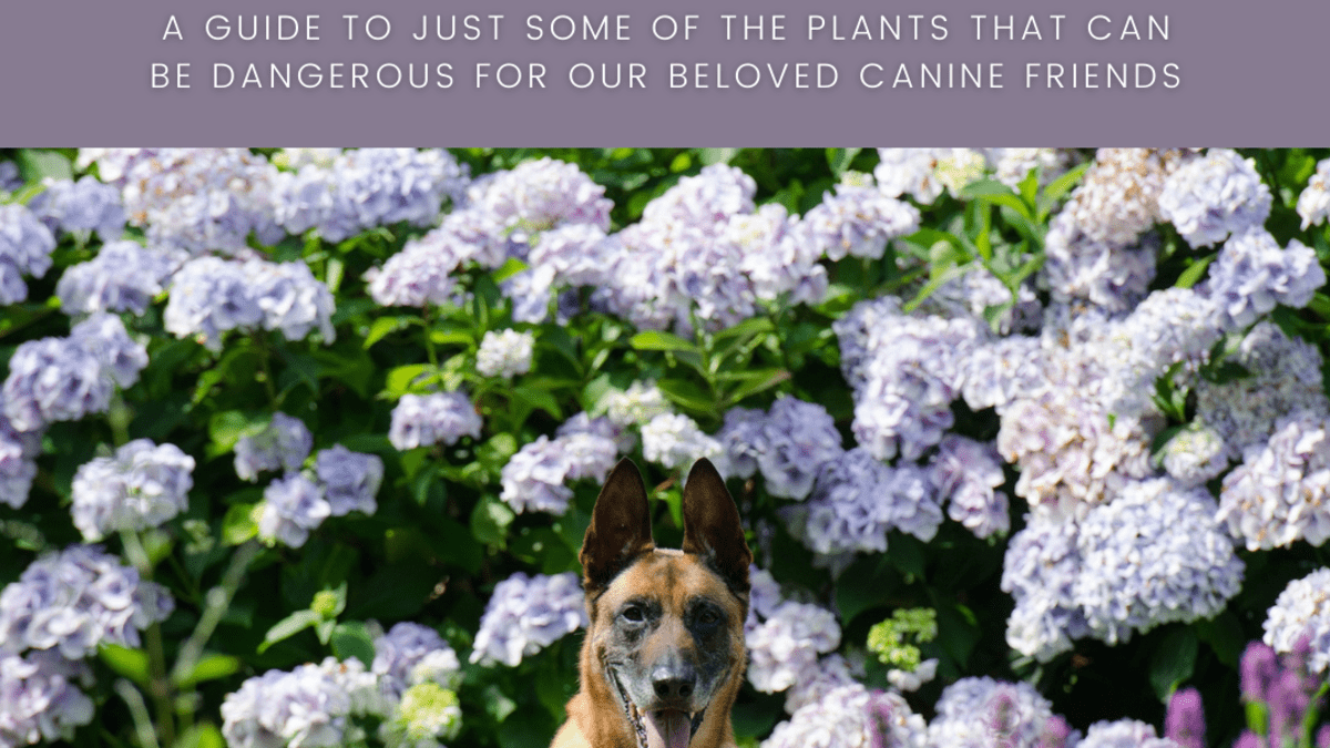 what weeds are harmful to dogs