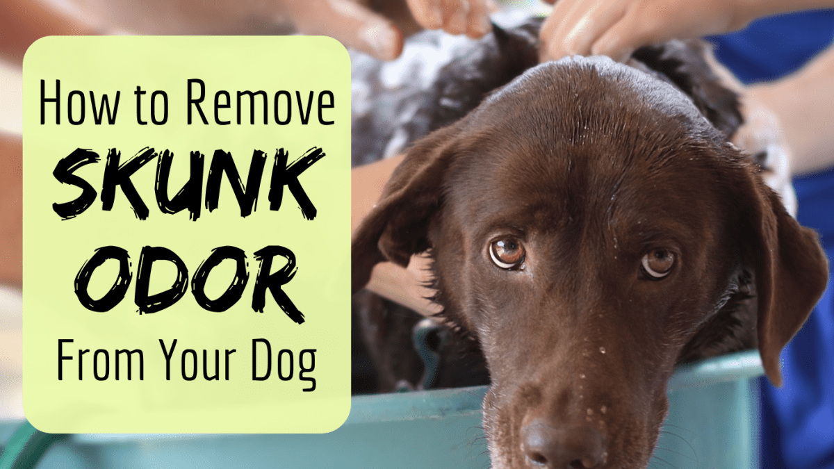 How to Remove the Skunk Odor From a Dog - PetHelpful