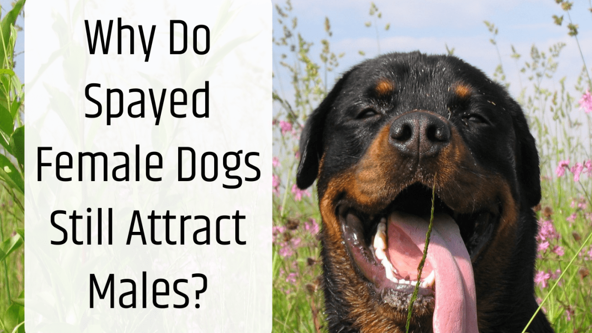 do female dogs still get their period after being spayed