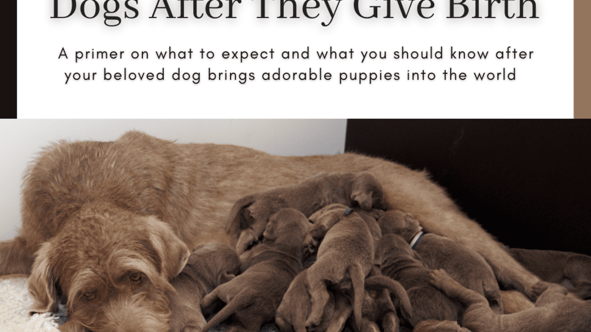 is there blood when a dog gives birth