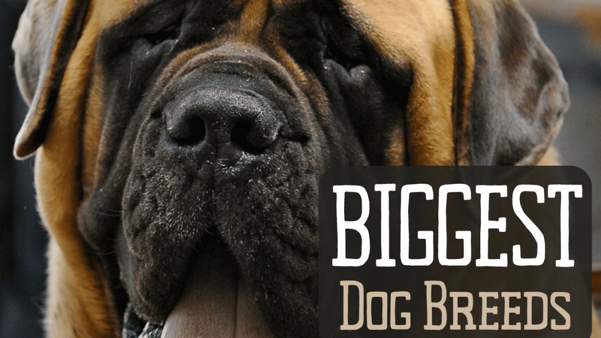 Top 10 Largest Dog Breeds - PetHelpful