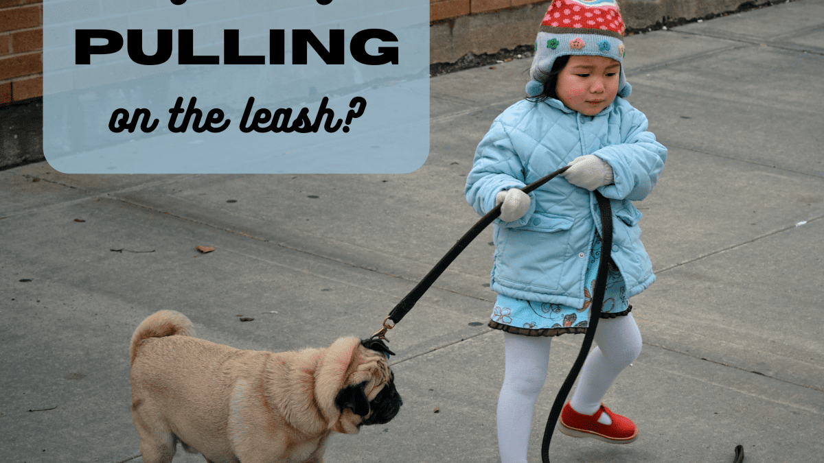 how do i stop my big dog from pulling on the leash